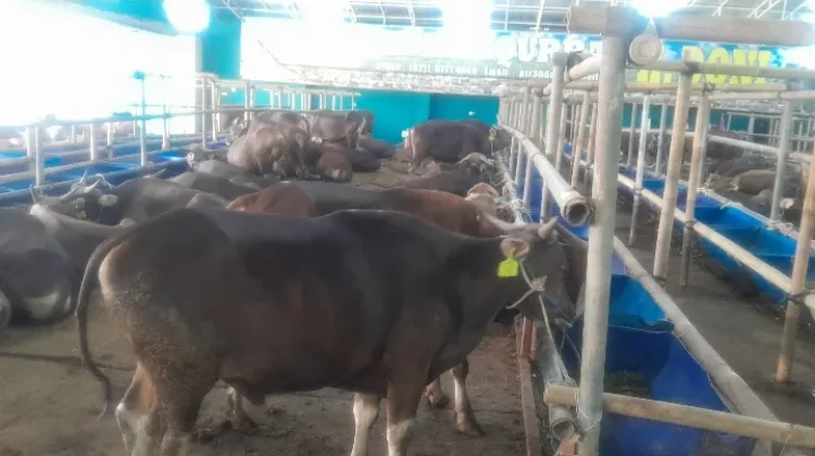 Penjualan Hewan Kurban Depok Meningkat jelang Iduladha