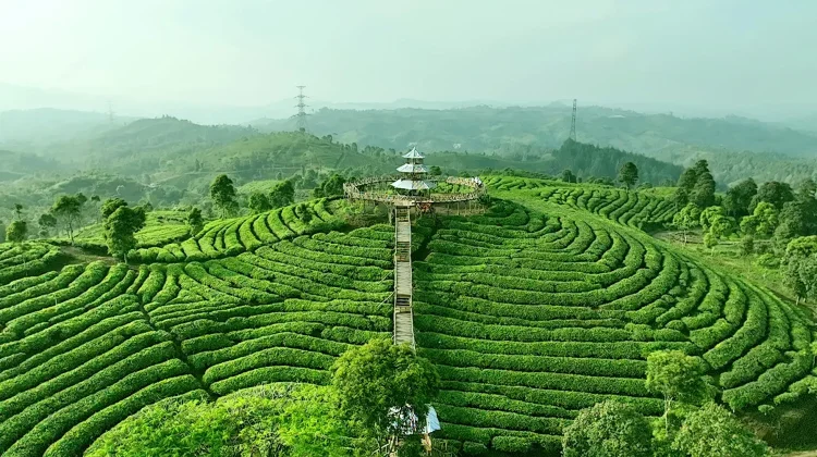 Dari Kebun Berkabut hingga Meja Makan, Begini Perjalanan Sehelai Daun Teh