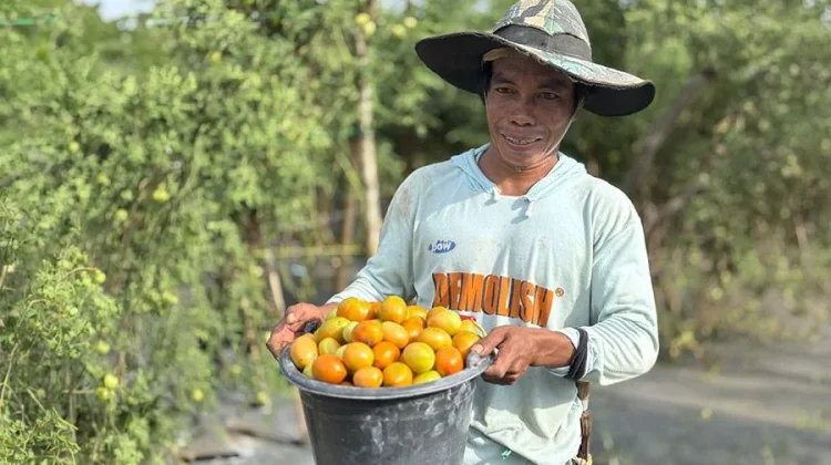 CSR IMIP Perkuat Kemandirian Ekonomi Petani Morowali