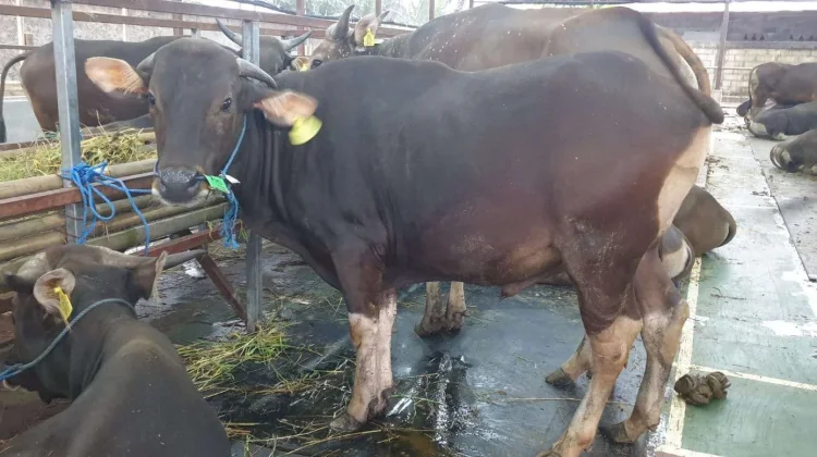 Menjelang Iduladha, Pedagang Sapi di Bekasi Ngaku Penjualan Turun