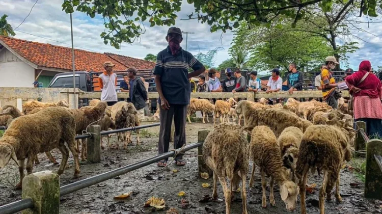 Simak Tips Memilih Hewan Kurban Sehat jelang Iduladha 1447 Hijriah