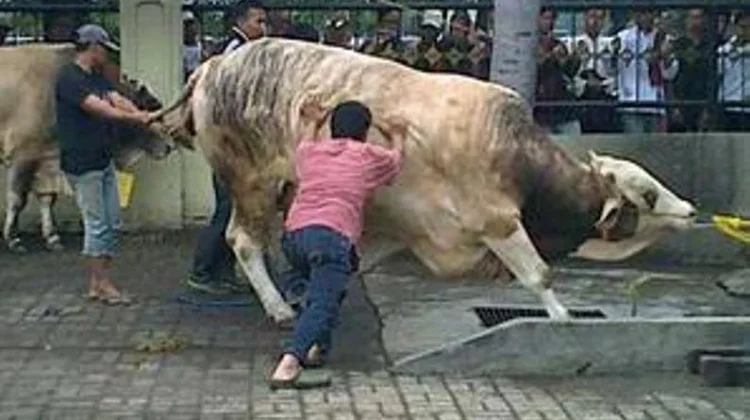 Ketahui Doa Menyembelih Hewan Kurban Lengkap dan Tata Cara Membacanya