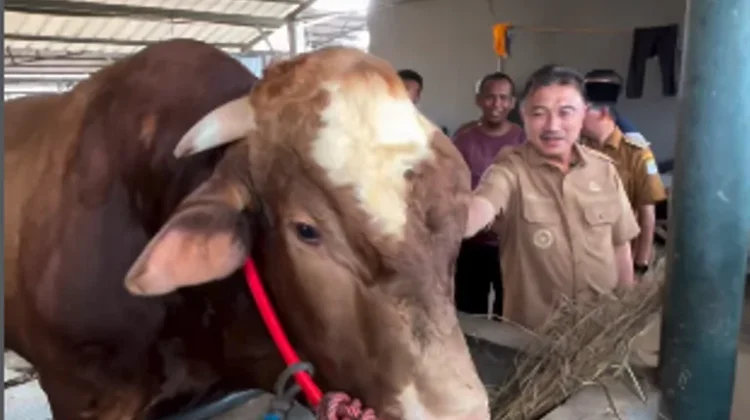 Presiden Prabowo Kurban Sapi Limosin 1,2 Ton untuk Warga Kota Bekasi