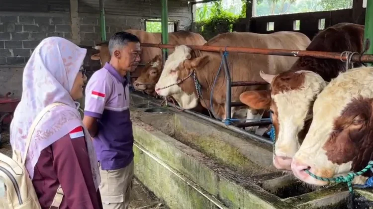Ketahui Jenis-Jenis Sapi Bantuan Presiden Prabowo untuk Iduladha 2026