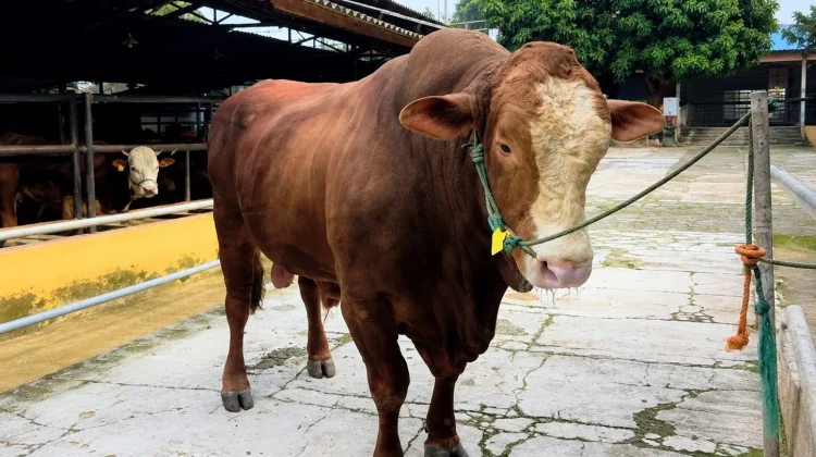 Inilah "Reymon", Sapi Kurban dari Presiden Prabowo untuk Warga Depok