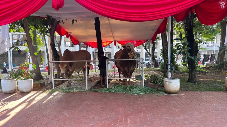 Menag Pimpin Langsung Penyembelihan Sapi Kurban Presiden Prabowo di Istiqlal