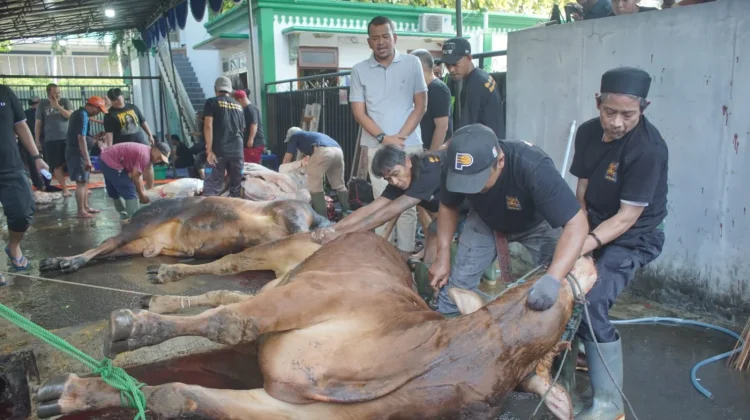 Iduladha Tahun ini, Posko Haji Lulung Potong 27 Sapi, 7 Kambing