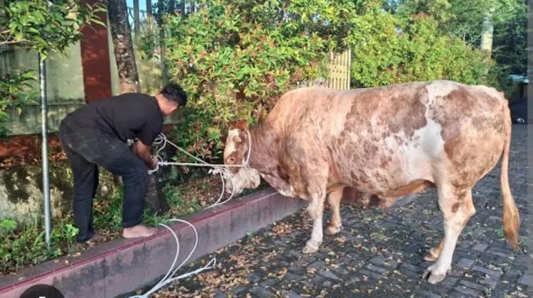 Sapi Kurban Presiden Adalah  Bantuan Pemerintah kepada Rakyat