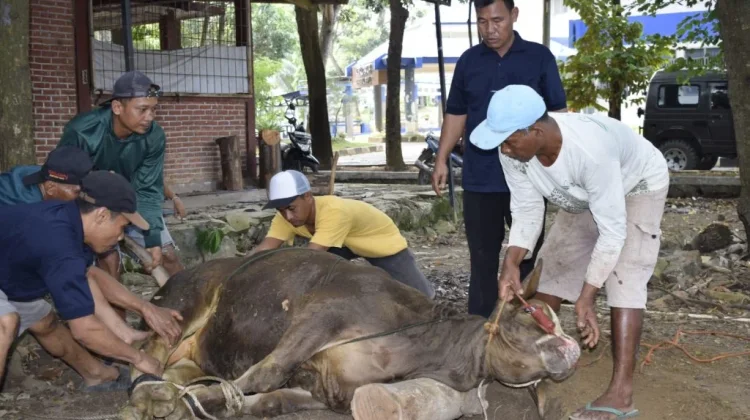 Jangan Abaikan Dampak Limbah, Ini Hal yang Harus Diperhatikan Petugas Kurban