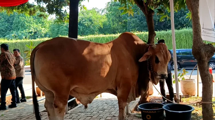 Jadi Primadona Kurban Iduladha, Ini Perbedaan Sapi Limosin, Simental, dan Brahman