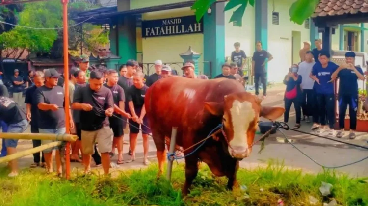 Warga Gejayan Sleman Antusias Sambut Sapi Kurban Jumbo Bertuliskan TIW