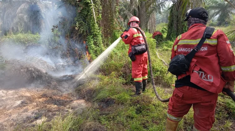 Cuaca Ekstrem Picu Karhutla, Tim Gabungan Kebut Padamkan Api di Riau