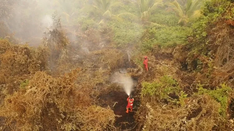 Manggala Agni Intensifkan Pemadaman Karhutla di Pelalawan Riau