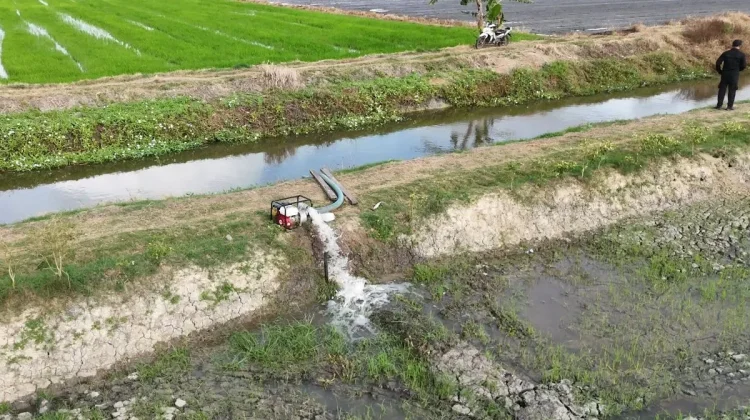 Kementan Perkuat Pengawalan Sentra Pangan Merauke Jaga Produktivitas Pertanian