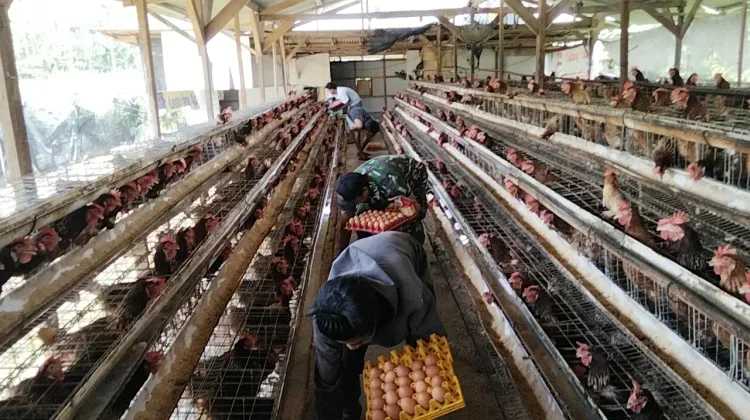 BGN Instruksikan SPPG Beli Telur Langsung dari Peternak