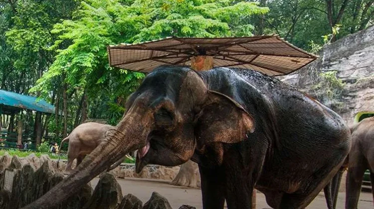 Insiden di Kandang Gajah, Anggota DPRD DKI Minta Ragunan Perkuat Pengawasan