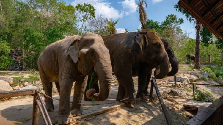 Usai Insiden Kandang Gajah, Ragunan Diminta Tambah Petugas