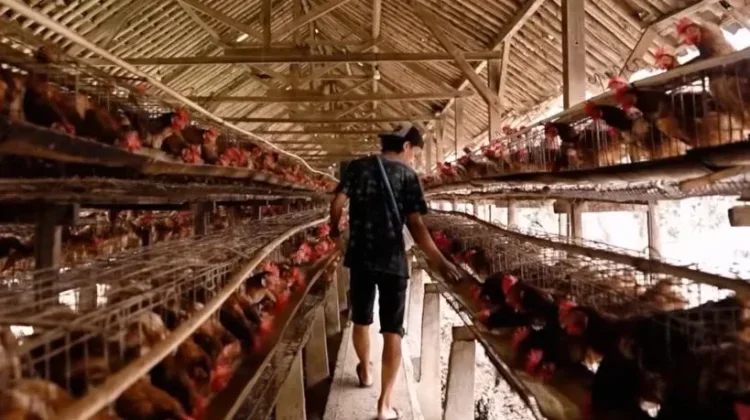 Terancam Bangkrut, DPR Dorong Pemerintah Pikirkan Nasib Peternak Ayam Petelur