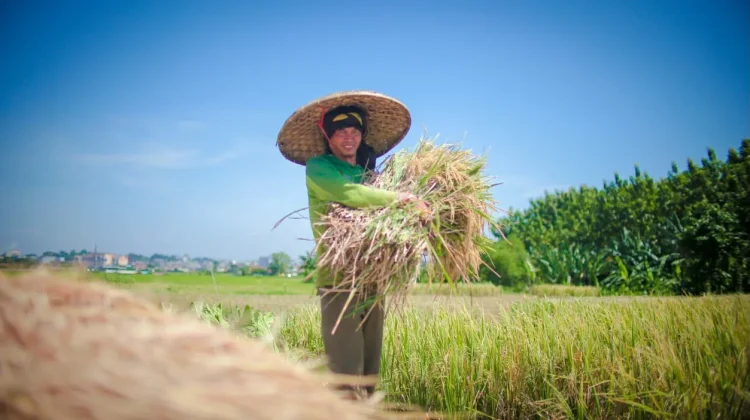 Nilai Tukar Petani Naik, Pendapatan Petani Semakin Cepat