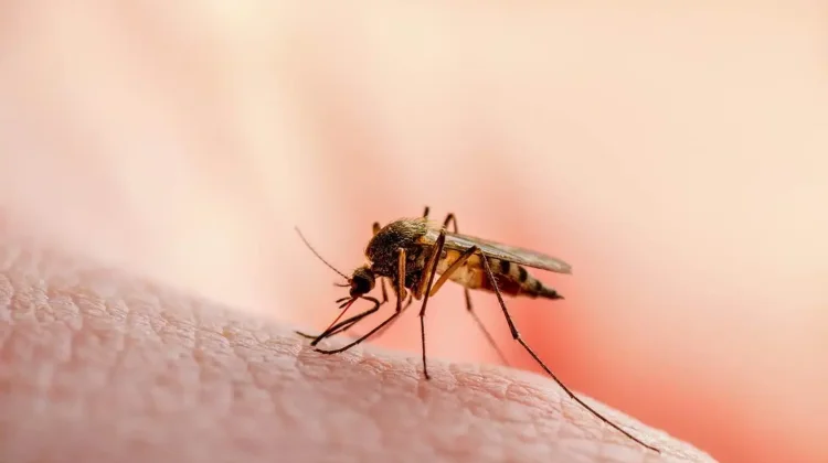 Temuan Peningkatan Malaria Cerminkan Surveilans Membaik