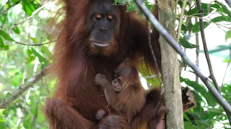 Lahir di Alam Liar, Bayi Orangutan Hasil Rehabilitasi di Aceh