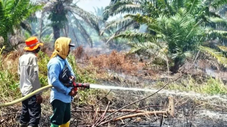 BPBD: Karhutla di Nagan Raya Aceh Meluas hingga 60 Hektare