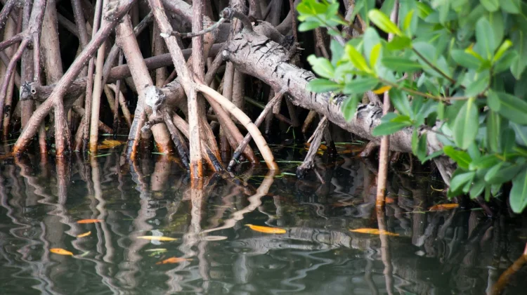Shopee dan BenihBaik Pulihkan Mangrove Pesisir Jakarta