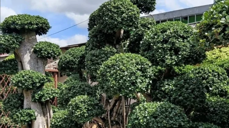 Garden Center Surabaya Hadir sebagai Kebun Tanaman Hias Terbaik untuk Taman