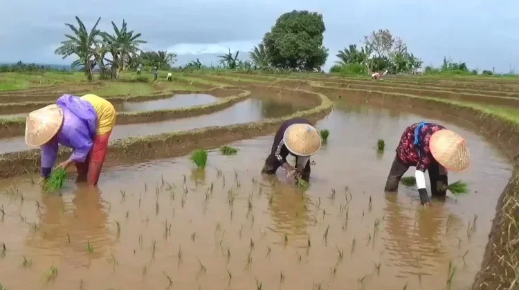 Antisipasi Kemarau, Petani Diminta Susun Jadwal Tanam Lebih Awal