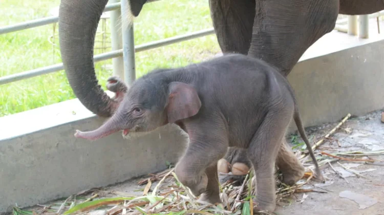 Lahirkan Anak Gajah, Taman Lembah Hijau Tambah Populasi Gajah Sumatra