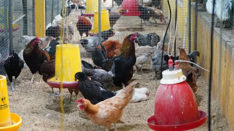 Pemerintah Kawal Pemulihan Harga Ayam Peternak Rakyat