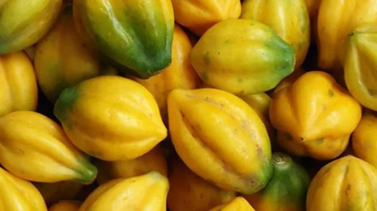 Ketahui Kandungan Carica, Buah Khas Dieng yang Kaya Manfaat bagi Kesehatan