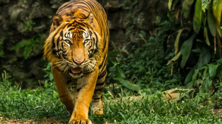 Masuk ke Ragunan Gratis, Hanya Menunjukan KTP DKI Jakarta