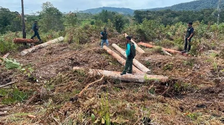 Kemenhut Bongkar Modus Penimbunan Kayu Bulat di Sumut