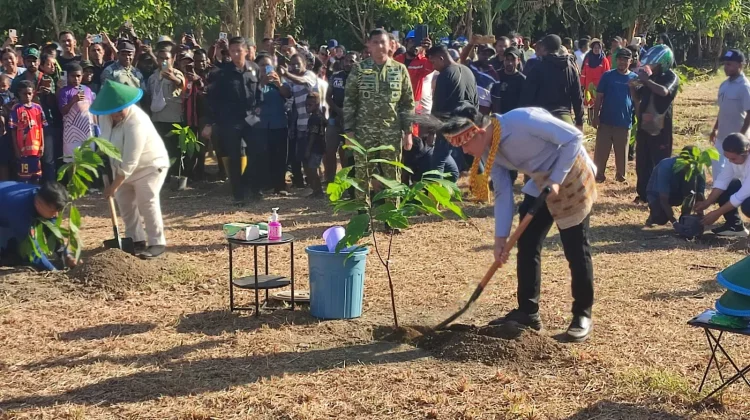 Wapres Tanam Bibit Kakao di Manokwari Selatan, Perkuat Potensi Perkebunan Papua