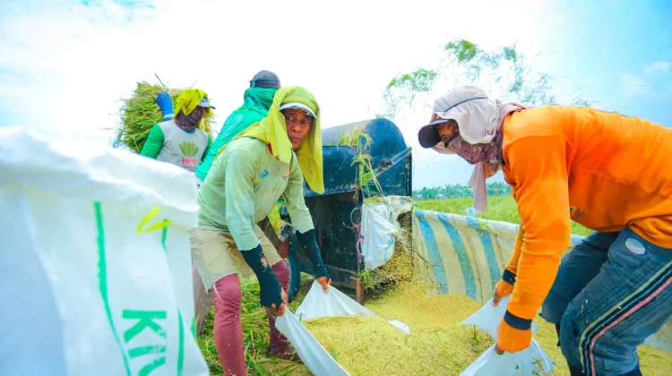 Produksi Beras Nasional Cetak Rekor Saat Dunia Alami Penurunan