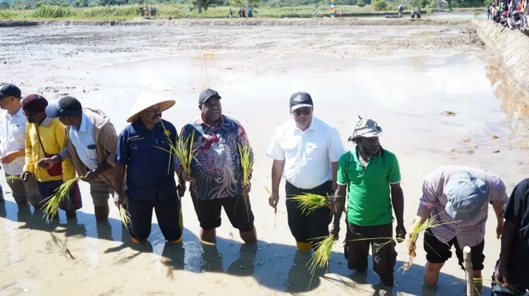 Kementerian Pertanian Percepat Cetak Sawah 2.000 Hektare di Papua Pegunungan