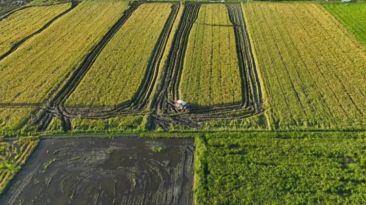 Produksi Padi Merauke Naik 66 Persen pada 2025