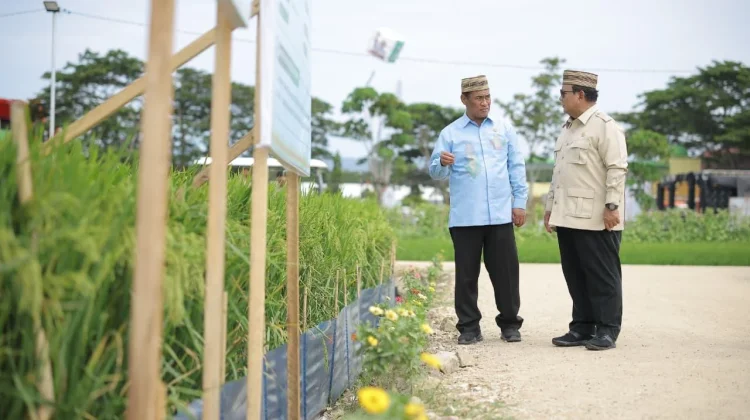 Presiden Tegaskan Swasembada Pangan Berkelanjutan, NTP Capai Rekor 34 Tahun