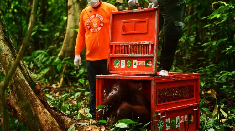Tiga Orangutan Hasil Rehabilitasi Dilepasliarkan ke Hutan Kalimantan Timur