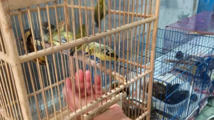 Belasan Satwa Burung Dilindungi Gagal Diselundupkan Lewat KM Ciremai