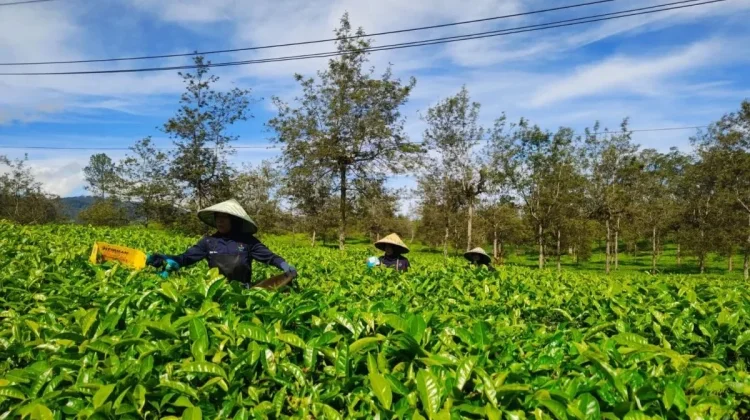 Pupuk Bersubsidi Terjaga, Mentan: Kunci Produksi Beras Indonesia Terus Meningkat