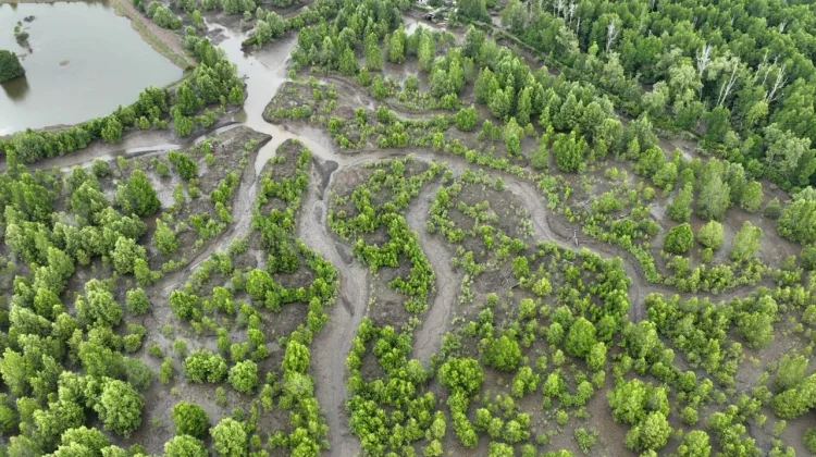 Pemerintah Dorong Rehabilitasi Mangrove Berbasis Ekologi guna Pulihkan Pesisir