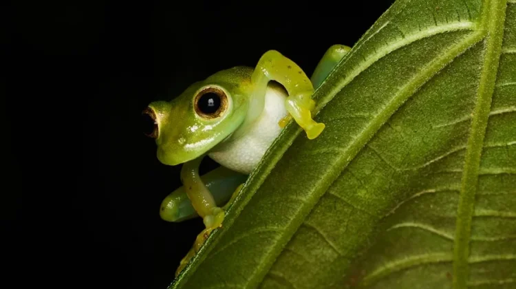 Spesies Baru Katak Semak Ditemukan di Lereng Gunung Merapi