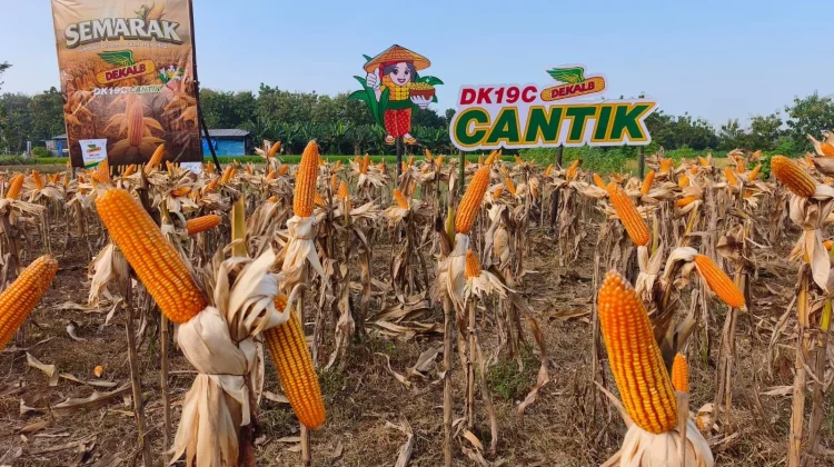 Kemenko Pangan-Bayer Perkuat Ketahanan Pangan lewat Inovasi Benih Jagung Hibrida