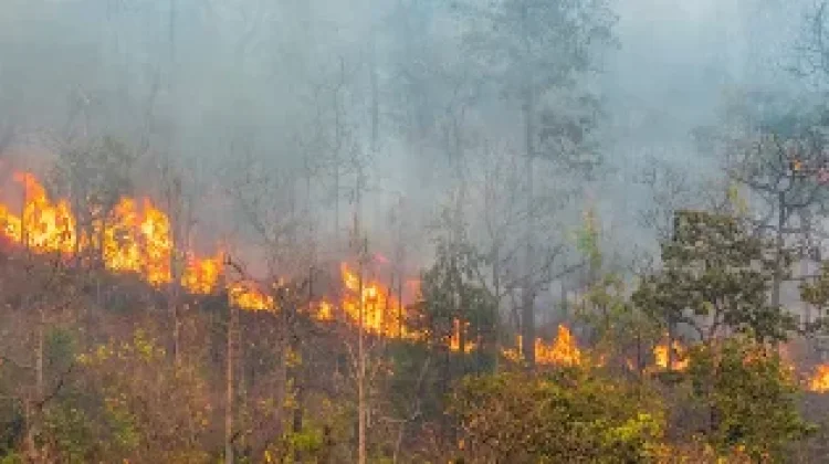 Kebakaran Hutan di Prancis Meluas, 12.000 Warga Dievakuasi