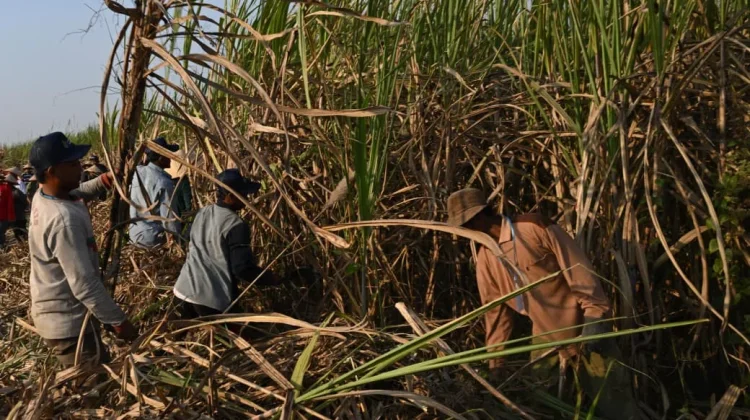 Senyum Petani Indonesia untuk Presiden Prabowo Subianto