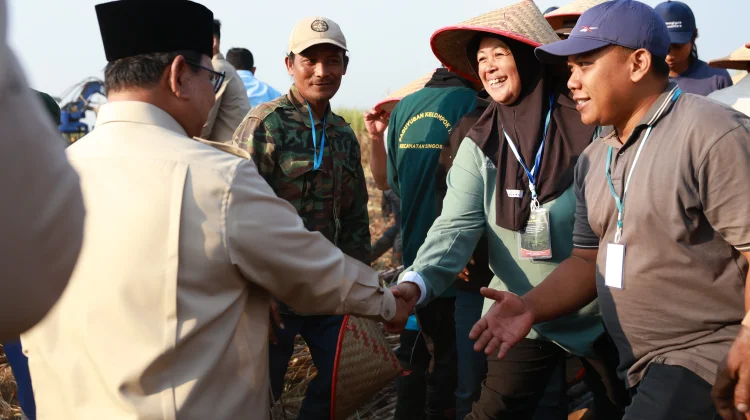 Momen Panen Raya Bersama Presiden, Buruh Tani Lansia Ceritakan Kebahagiaan
