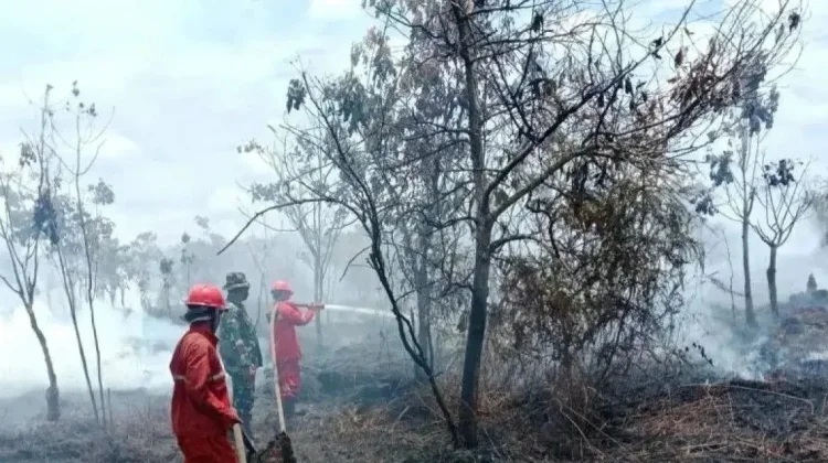 Kebakaran Hutan Terdeteksi di Rokan Hulu, Tim Gabungan Lakukan Pemadaman