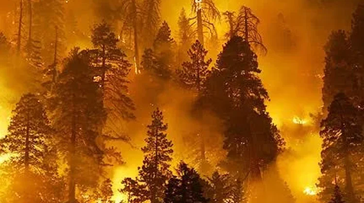 Kebakaran Hutan di Kalimantan Meningkat, Pemerintah Perkuat Mitigasi
